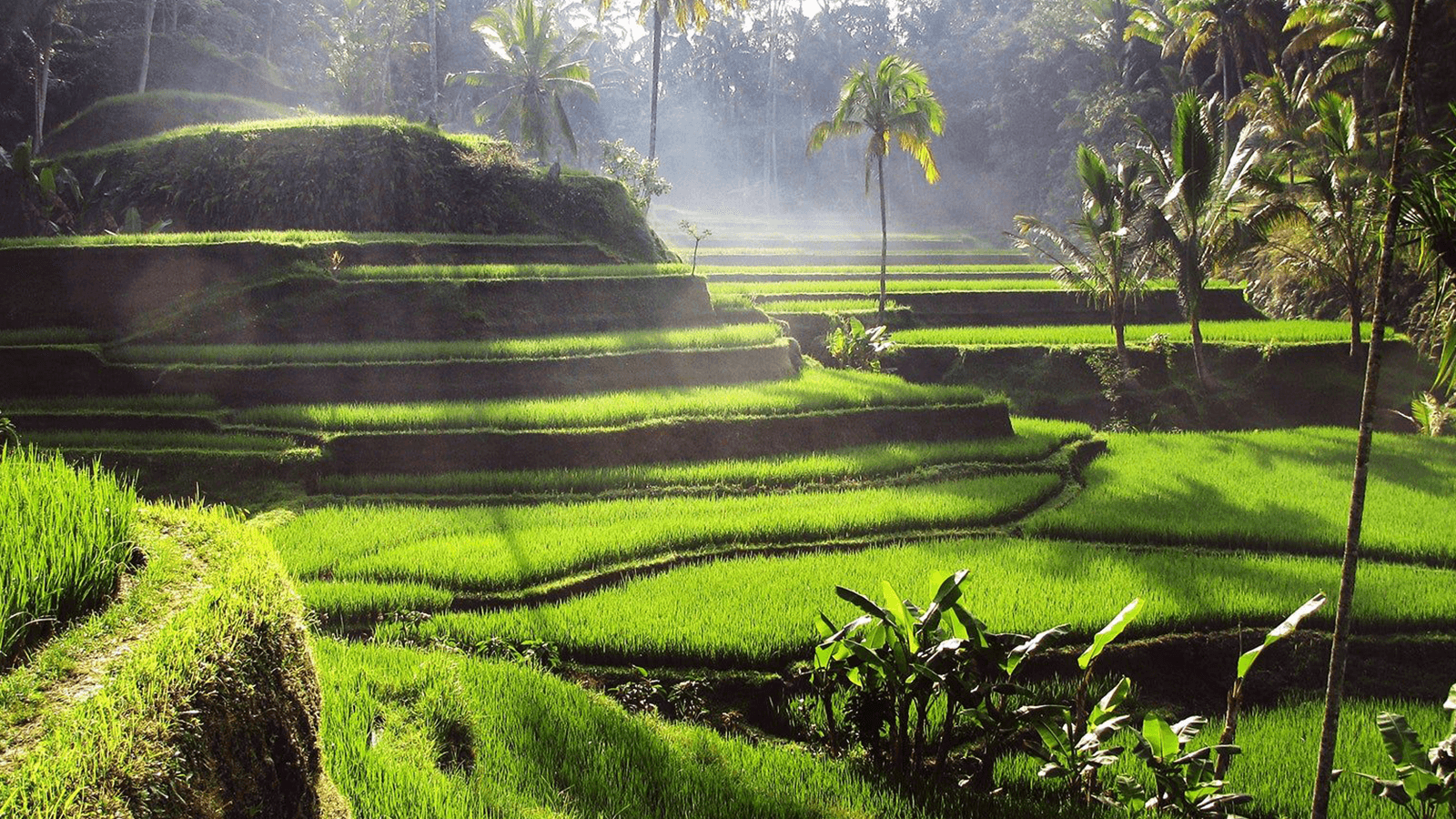 sawah tegalalang 1600x900 (3)